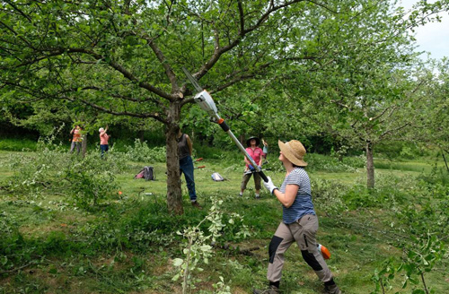 Streuobstwiesenschnitt