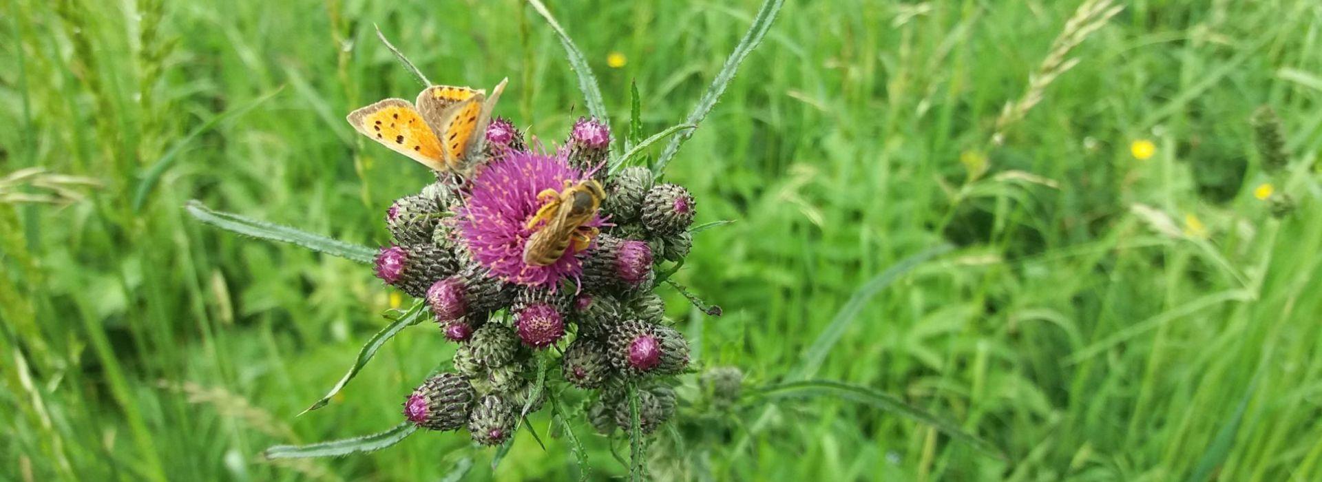 Schmetterling und Biene
