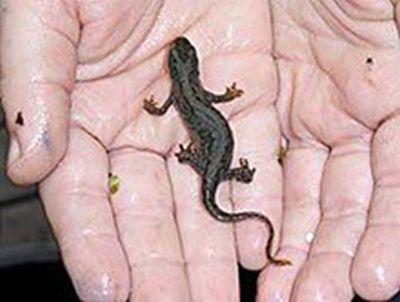 Hände halten Amphibie