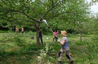 Streuobstwiesenschnitt